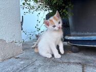 Baby Katze (Kater) Europäische Langhaar - Kurzhaar -Mix Hauskatze - Hohenburg