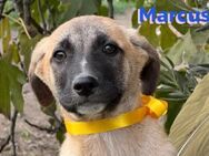 Marcus 09/24 - Schmusehund sucht Familie - Heppenheim (Bergstraße)