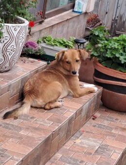 Fuxy - muntere Familienhündin - Hausen (Würzburg)