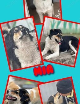 tolle Hündin Mia wo ist meine Chance - Nürnberg