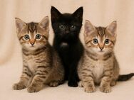 EKH Katzen Kitten suchen ein liebevolles Zuhause - Essen