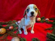 Abgabebereit! Französische Bulldogge x Mini Australian Shepherd Welpen