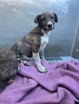Junghund Leon II sucht sein Zuhause - Berlin