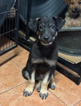 Dunja möchte dein Herz erobern - Celle