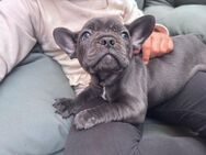 Reinrassige Französische Bulldoggenwelpen zur Vermittlung - Lübeck