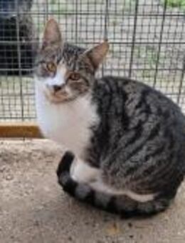 Mitzi von der Straße ins Körbchen - Geilenkirchen