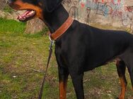 Dobermann sucht ein Zuhause - Kaufbeuren