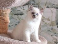 Wunderschöne Reinrassige Ragdollkitten / Katzenbabys / Super Zahm - Chemnitz