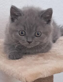 Bildschöner Britisch Kurzhaar Kater - Stuttgart
