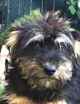 LILLY braucht dringend unsere Hilfe - Hof