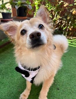 Barney SR - ruhig, verträglich - Rheine