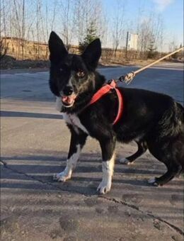 Aldo eine aktive Schönheit - Berlin