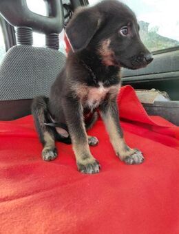 Matti sucht sein Glück - Rambin