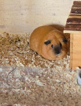 AURELIA d Meerschweinchen weiblich Glatthaar - Dortmund