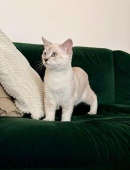 BKH Siam Mix Kater (knapp 5 Monate alt) inkl. Erstausstattung - Hannover