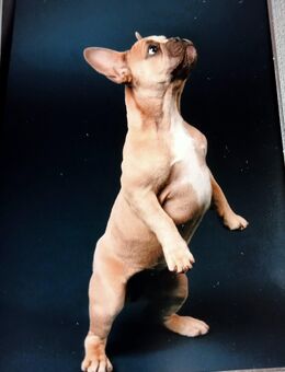 Suche Deckrüden (französische Bulldogge) - Siedenburg