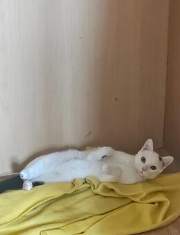 KATER sucht ein Heim - Magdeburg