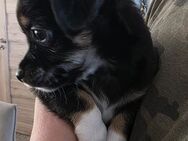 Reinrassige langhaar Chihuahua Babys abzugeben, sehr verspielt, verkuschelt und lebhaft! - Schmitten