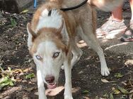 Husky Samira sucht dringend Zuhause - Leipzig