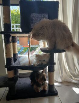 Wir drei suchen liebes Katzenkind - Krefeld
