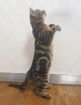 Bengal Mix Kätzchen - Mücheln (Geiseltal)