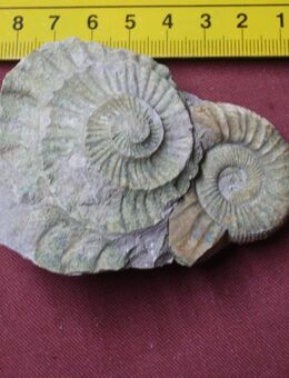 Seeigel,Ammoniten,Trilobiten und andere - Hamburg Hamburg-Nord