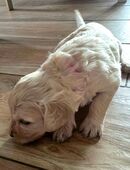 Goldedoodle ab Anfang Januar abzugeben in 47638