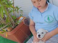 Vito wartet im Tierheim - Köln