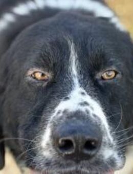 freundlicher Jules sucht ein XL-Körbchen - München