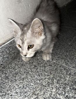 Maincoon kitten - Düren
