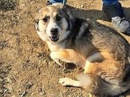 Charly(2), freundlich und neugierig - Bonndorf (Schwarzwald)