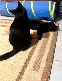 Matteo und Apollo aus dem Tierschutz - Grevenbroich