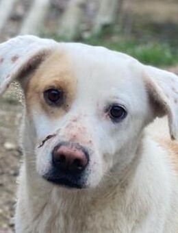 Lono, geb. ca. 06/2020, Griechenland - Euskirchen