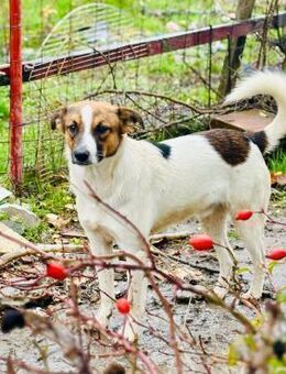 💚Fröhlicher Junghund Fred💚 - Eislingen (Fils)