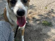 Sehr sanftes Hundemädchen DARCY sucht♥️ - München