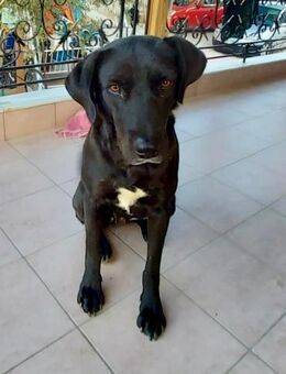 Naomi sucht dringend ein zu Hause - Hückelhoven