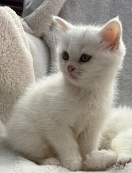 2 kleine Kitten (w) abzugeben - Ahlen