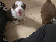 Australian Shepherd Welpe - Letschin