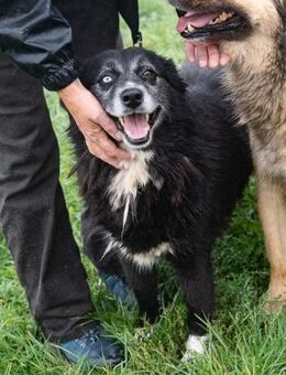 Lucia - Hündin sucht ihre Familie - Hausen (Würzburg)