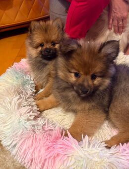 Vier kleine Pomeranian-Welpen suchen liebevolle Familien 🐾 - Senden Zentrum