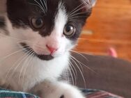 Kitten ( katzenbabys) - Münchenbernsdorf