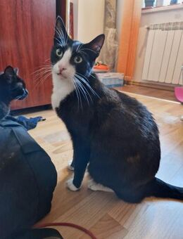 FELIX für Star Wars-Fans - Köln