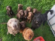 Abgabebereit Labradoodle Welpen braun F1 Könispudel x Labrador - Warburg (Hansestadt) Warburg