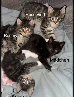 Maine Coon Mix Kitten - Hamburg Hamburg-Nord