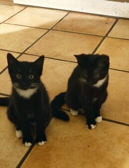 Freundliche Kittenpuppies nur für in bester Gesellschaft - Eschweiler