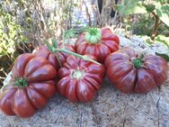 Purple Calabash, Rarität, Tomatensamen - Oldenburg