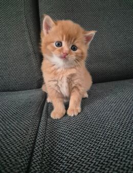 BKH kitten - Hörstel