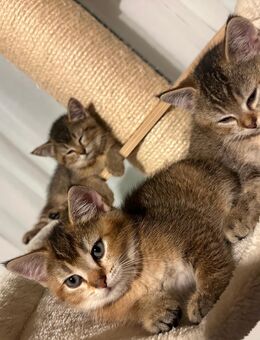 Bkh kitten - Gelsenkirchen