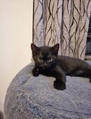 Britisch Kurzhaar Kitten in 59269