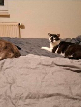 2 Kater suchen ein neues Zuhause - Everswinkel